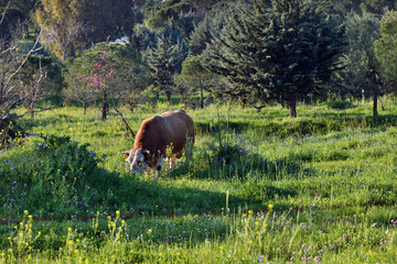 Golan Heights, Israel