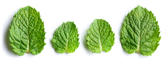 Fresh mint leaves, isolated on white background
