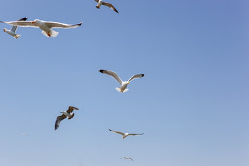 Seagulls Flying Over Sea On Sunny Day