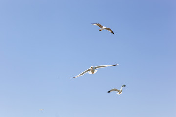 Fototapeta na wymiar Seagulls Flying Over Sea On Sunny Day