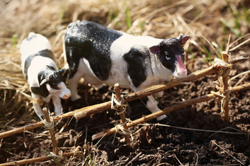 toy cow with calf photographed on the street with a fence of branches on the ground in the grass