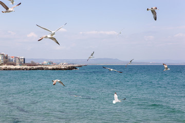 Fototapeta na wymiar Seagulls Flying Over Sea On Sunny Day