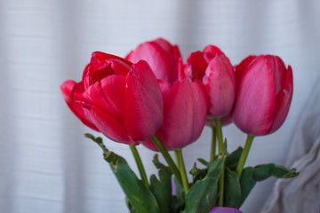 Fresh tender pink tulips in a vase with violet paper and ribbon bow on the background of linen fabric, copy space