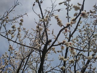 air tree
