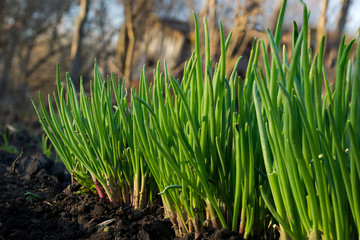 Green onions in the garden