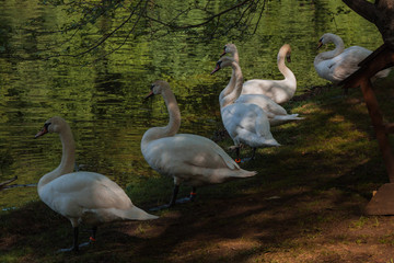 White swan's family near the river with green  water, domestic summer time. Swan closeup