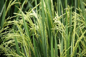 rice