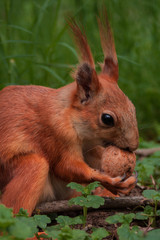 orange squirrel. flurry squirrel holds in its paws a big walnut sitting on green grass in the forest