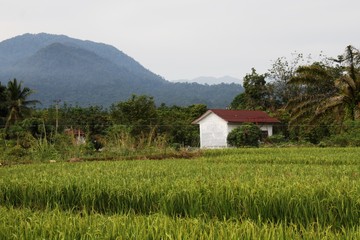 Fototapeta premium rice fields in the north sumatra village