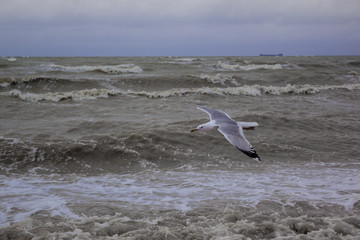 white seagull flies over the sea in cloudy windy weather, waves, wind, clouds