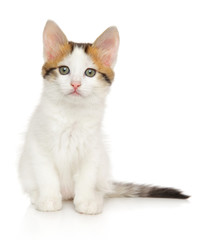Turkish Angora kitten of tortoiseshell color