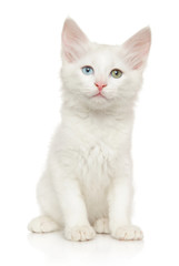 Turkish Angora kitten with different colored eyes