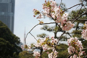  Sakura in Tokyo