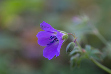 Purple flower in the forest with details