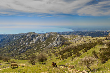 Adriatic coast: the Gulf of Manfredonia. ITALY (Apulia). Gargano promontory: panoramic view from...