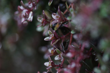Thyme in early spring.