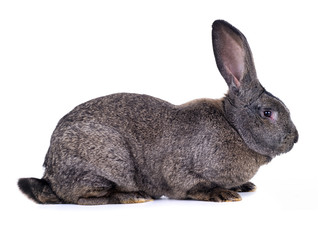 grey rabbit