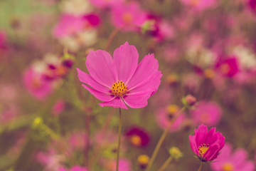 Pink summer flowers. Pink toning in the photo. Pink flowers and pink toning.
