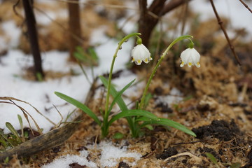 Snowdrops, primroses in spring.