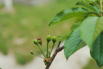 young blossom tree cherry blossomed with little fruits