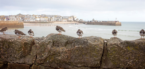 Turnstones on a wall close to St Ives harbour, Cornwall, England, UK.