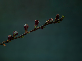 Rain drops on red branches with little green leaves in springtime. Young shoots, water hanging off branch, blossoming trees in garden, blooming spring nature. Natural background. Shallow dept of field