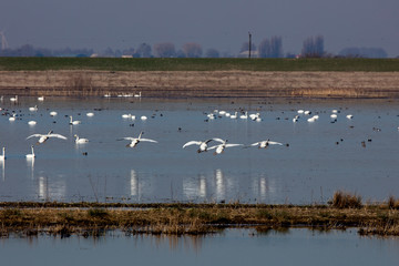 Swans coming in to land, Norfolk, England, UK.