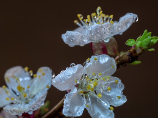 Raindrops on flowers of plum and apricot with green leaves in spring. Young shoots, water hanging from branch, flowering trees in garden, blooming spring nature. Effect light. Shallow depth of field
