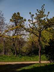 Obraz premium Tree Pine Spring Goloseevsky Botanikal Park