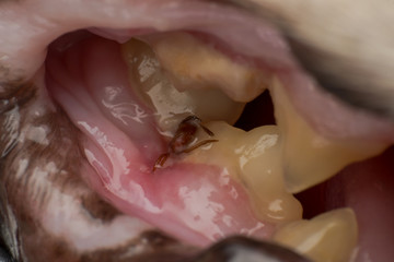 the tick attached to the cat's gum