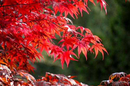 The beautiful colors of autumn/fall leaves.  Taken in Cardiff, South Wales, UK