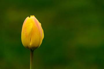 Yellow tulip on a green background. Delicate flower in the rays of the spring sun.