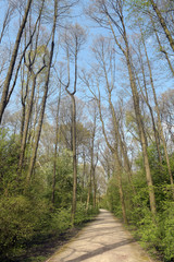 waldweg