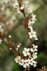plum tree flowers