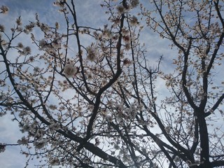 Air tree