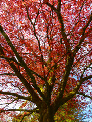 The beautiful colors of autumn/fall leaves.  Taken in Cardiff, South Wales, UK