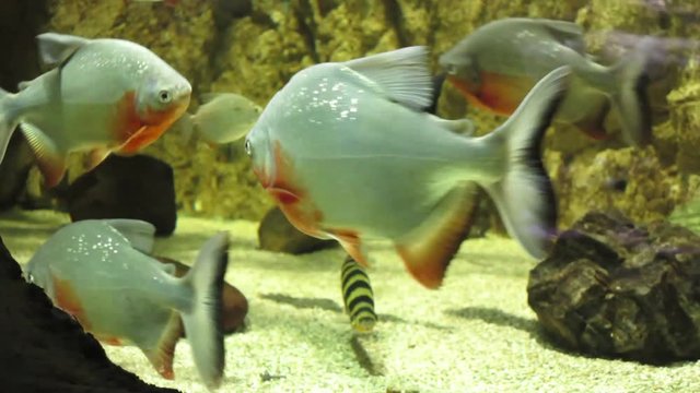 exotic fish swim among rocks and corals