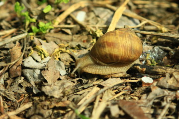 snail on a leaf