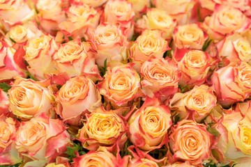 Obraz na płótnie Canvas Background of pink orange and peach roses. Natural background of fresh roses. Soft focus.