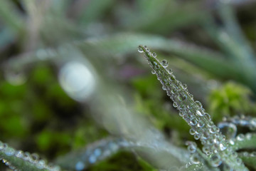 Macro photo of green grass in drops of morning dew