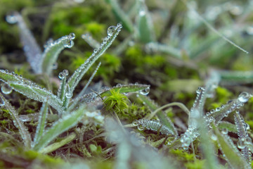 Fototapeta premium Vegetable world in the macro. Runaway water on the grass