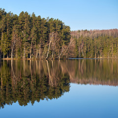 Obraz premium Reflection of forest in lake.