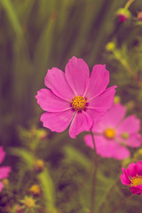Obraz premium Pink summer flowers. Pink toning in the photo. Pink flowers and pink toning.