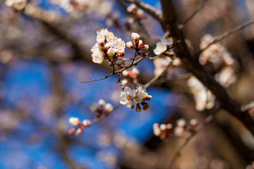 Blossom tree flowers over nature background. Spring flowers.