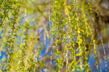 Spring background with fresh willow leaves