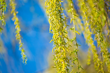 Spring background with fresh willow leaves