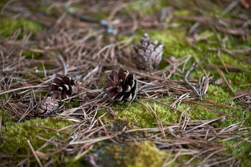Pine cones background.