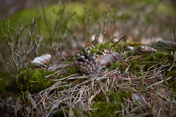 Pine cones background.