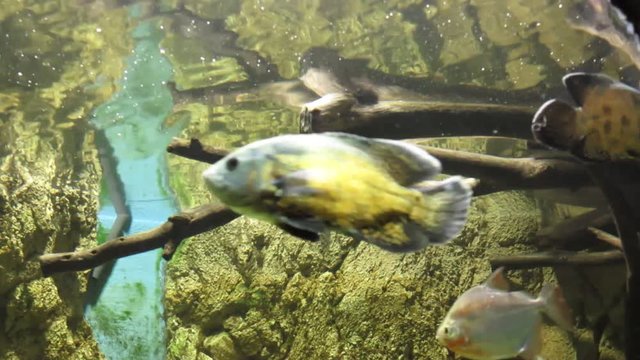 exotic fish swim among rocks and corals