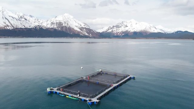 Salmon rearing pens in Alaska 